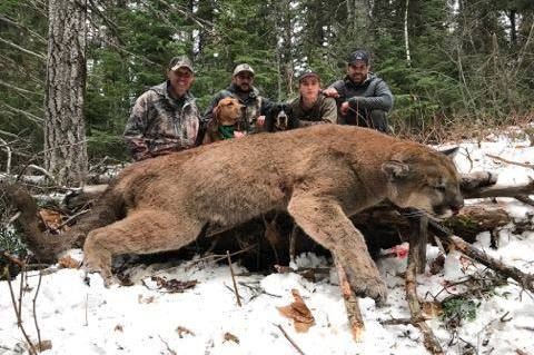 moose hunting in bc